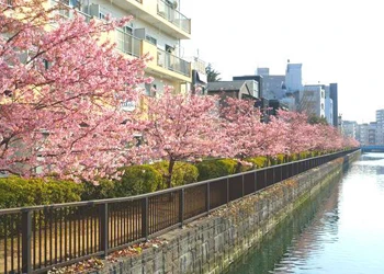 大横川 河津桜